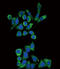 Galactosidase Alpha antibody, abx032961, Abbexa, Flow Cytometry image 