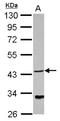 NDRG Family Member 4 antibody, NBP2-19500, Novus Biologicals, Western Blot image 