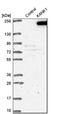 KN motif and ankyrin repeat domain-containing protein 1 antibody, NBP1-90167, Novus Biologicals, Western Blot image 