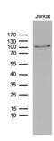 Zinc Finger Protein 264 antibody, MA5-27308, Invitrogen Antibodies, Western Blot image 