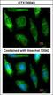 Aldehyde Dehydrogenase 1 Family Member A1 antibody, GTX100043, GeneTex, Immunofluorescence image 