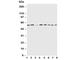 Peroxisome Proliferator Activated Receptor Alpha antibody, R30482, NSJ Bioreagents, Western Blot image 