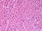 Syntaxin 18 antibody, orb95214, Biorbyt, Immunohistochemistry paraffin image 