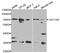 GNT1 antibody, PA5-76074, Invitrogen Antibodies, Western Blot image 