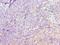 Death-inducer obliterator 1 antibody, MBS1499388, MyBioSource, Immunohistochemistry frozen image 