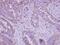 Fatty acid desaturase 1 antibody, NBP2-16407, Novus Biologicals, Immunohistochemistry frozen image 