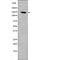 Platelet Derived Growth Factor Receptor Alpha antibody, PA5-64509, Invitrogen Antibodies, Western Blot image 