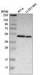 Family With Sequence Similarity 98 Member B antibody, HPA008320, Atlas Antibodies, Western Blot image 