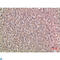 NOG antibody, LS-C813914, Lifespan Biosciences, Immunohistochemistry paraffin image 