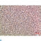 Noggin antibody, LS-C813914, Lifespan Biosciences, Immunohistochemistry paraffin image 