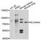 Solute Carrier Family 44 Member 4 antibody, abx126583, Abbexa, Western Blot image 