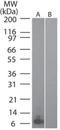 C-C Motif Chemokine Ligand 20 antibody, NBP2-27142, Novus Biologicals, Western Blot image 