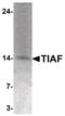 TGFB1-Induced Anti-Apoptotic Factor 1 antibody, PA5-34538, Invitrogen Antibodies, Western Blot image 