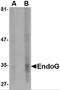 Endonuclease G antibody, PM-4583, ProSci, Western Blot image 