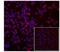 TSC22 Domain Family Member 3 antibody, 12-4033-80, Invitrogen Antibodies, Immunofluorescence image 