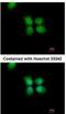 Origin recognition complex subunit 4 antibody, NBP1-31132, Novus Biologicals, Immunofluorescence image 