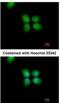 Origin Recognition Complex Subunit 4 antibody, NBP1-31132, Novus Biologicals, Immunofluorescence image 