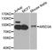 AT-Rich Interaction Domain 3A antibody, PA5-76239, Invitrogen Antibodies, Western Blot image 
