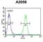 Annexin A5 antibody, abx032878, Abbexa, Western Blot image 