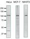 SCY1 Like Pseudokinase 2 antibody, GTX00732, GeneTex, Western Blot image 