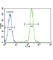 Lipoprotein Lipase antibody, abx027852, Abbexa, Western Blot image 