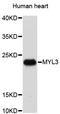 Myosin Light Chain 3 antibody, STJ24666, St John