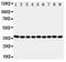 Kallikrein Related Peptidase 10 antibody, PA1821, Boster Biological Technology, Western Blot image 