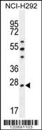 Peroxiredoxin 4 antibody, MBS9205316, MyBioSource, Western Blot image 
