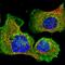 Clathrin Light Chain B antibody, HPA036458, Atlas Antibodies, Immunofluorescence image 