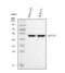 Keratin 15 antibody, M06791-1, Boster Biological Technology, Western Blot image 