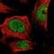 Target Of Myb1 Like 2 Membrane Trafficking Protein antibody, NBP1-86006, Novus Biologicals, Immunofluorescence image 