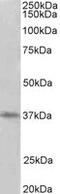 Protein Arginine Methyltransferase 2 antibody, MBS422946, MyBioSource, Western Blot image 
