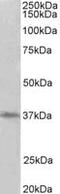 Protein arginine N-methyltransferase 2 antibody, MBS422946, MyBioSource, Western Blot image 