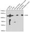 SRY-Box 6 antibody, 22-712, ProSci, Western Blot image 