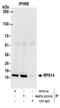Ribosomal Protein S14 antibody, NBP2-22319, Novus Biologicals, Immunoprecipitation image 