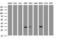 Mucin 1, Cell Surface Associated antibody, LS-C175473, Lifespan Biosciences, Western Blot image 