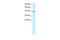 MIER1 Transcriptional Regulator antibody, PA5-40896, Invitrogen Antibodies, Western Blot image 