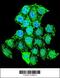 MSS51 Mitochondrial Translational Activator antibody, 55-941, ProSci, Immunofluorescence image 