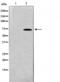 TATA-Box Binding Protein Associated Factor 5 Like antibody, orb224636, Biorbyt, Western Blot image 
