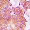 Fragile Histidine Triad Diadenosine Triphosphatase antibody, LS-C352195, Lifespan Biosciences, Immunohistochemistry frozen image 