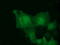 MOB Kinase Activator 3B antibody, LS-C115472, Lifespan Biosciences, Immunofluorescence image 