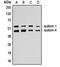 p53 antibody, MBS822034, MyBioSource, Western Blot image 
