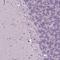 Small Integral Membrane Protein 18 antibody, NBP2-38091, Novus Biologicals, Immunohistochemistry frozen image 