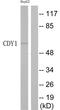 Chromodomain Y-Linked 1B antibody, abx015073, Abbexa, Western Blot image 