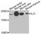 Interleukin 21 antibody, A7235, ABclonal Technology, Western Blot image 