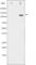 RB Transcriptional Corepressor 1 antibody, abx011461, Abbexa, Western Blot image 