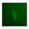 Emerin antibody, IQ323, Immuquest, Western Blot image 