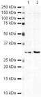 Hematopoietically Expressed Homeobox antibody, PA5-19625, Invitrogen Antibodies, Western Blot image 