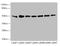 Potassium Voltage-Gated Channel Subfamily J Member 4 antibody, LS-C675937, Lifespan Biosciences, Western Blot image 