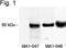 Calcium/Calmodulin Dependent Protein Kinase II Alpha antibody, MA1-047, Invitrogen Antibodies, Western Blot image 